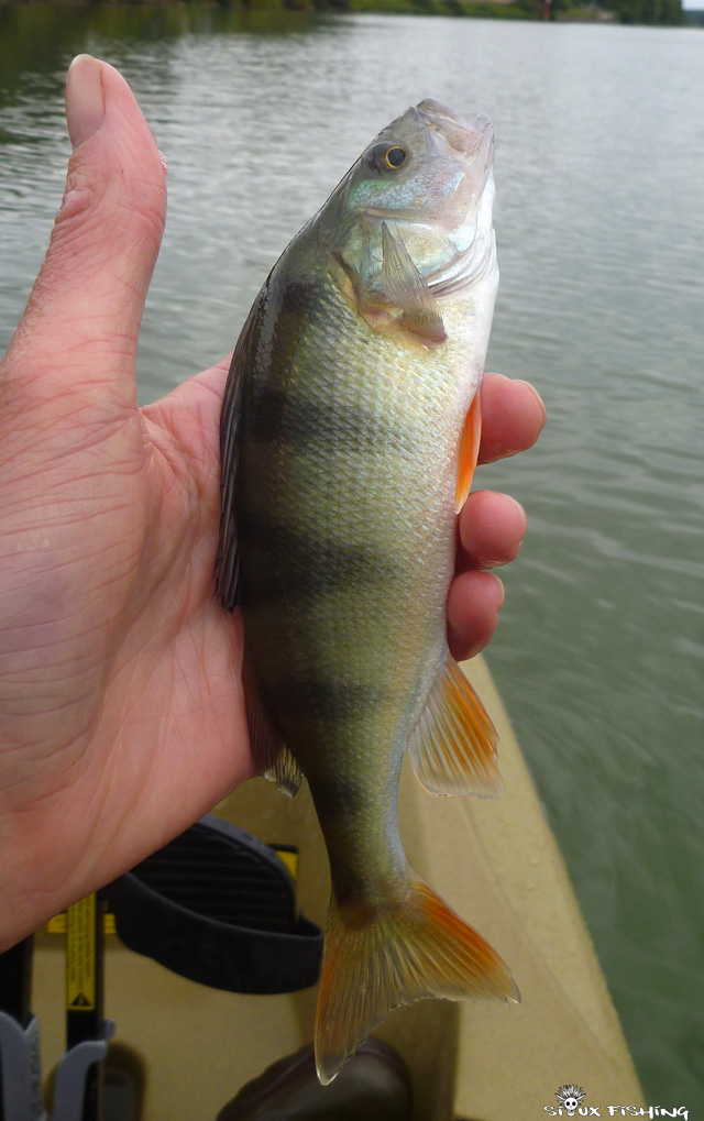 Perche de Saône Perche de Saône