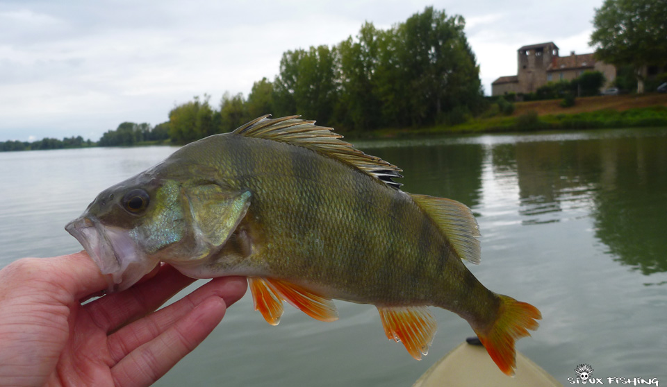 Perche de Saône Perche de Saône