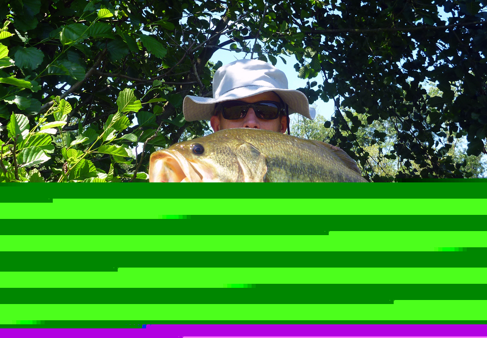 black bass Black bass