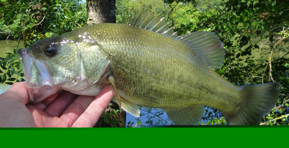 Black bass Black bass