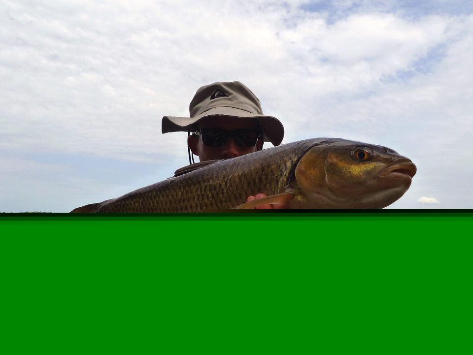 Chevesne de Loire Chevesne de Loire