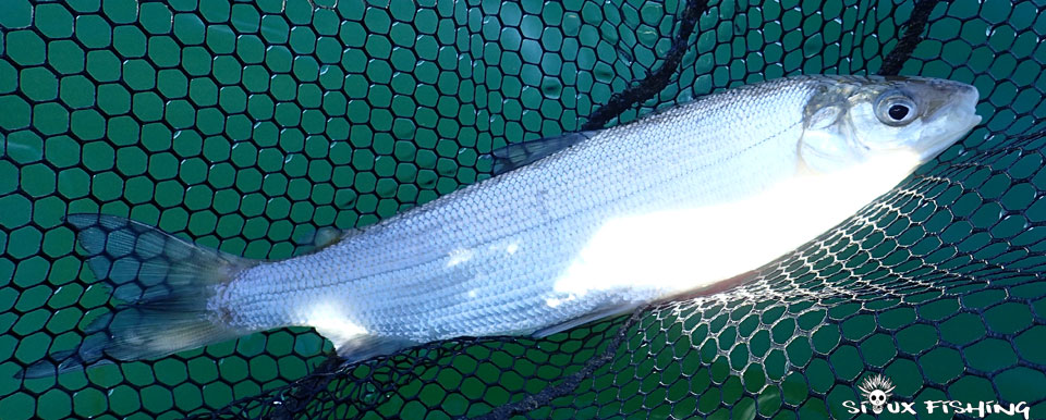 Corégone du lac Chalain Corégone du lac Chalain