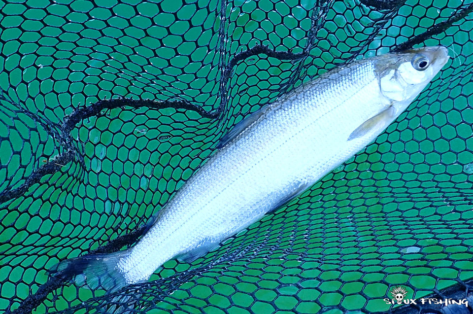 Corégone du lac Chalain Corégone du lac Chalain