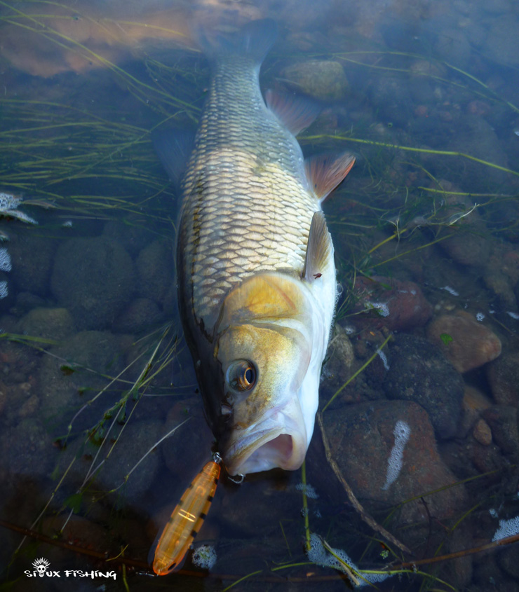 Chevesne de Loire Chevesne de Loire