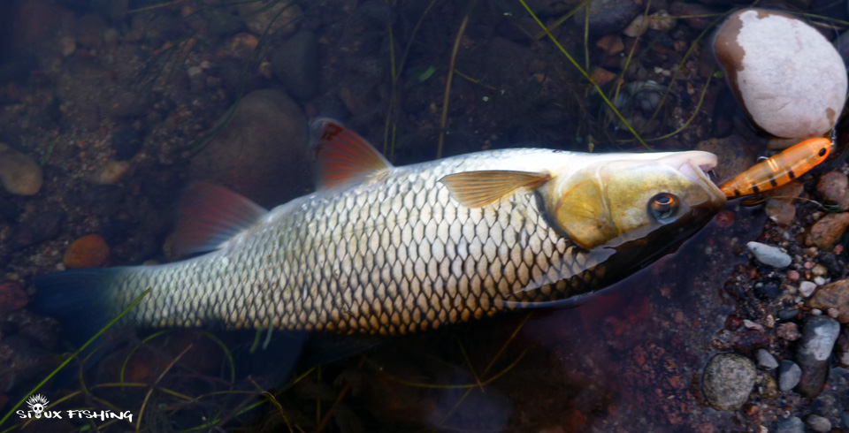 Chevesne de Loire Chevesne de Loire