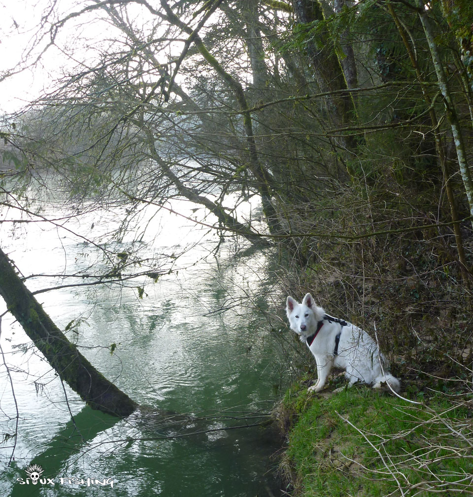 Un berger blanc suisse en bord de l'Ain