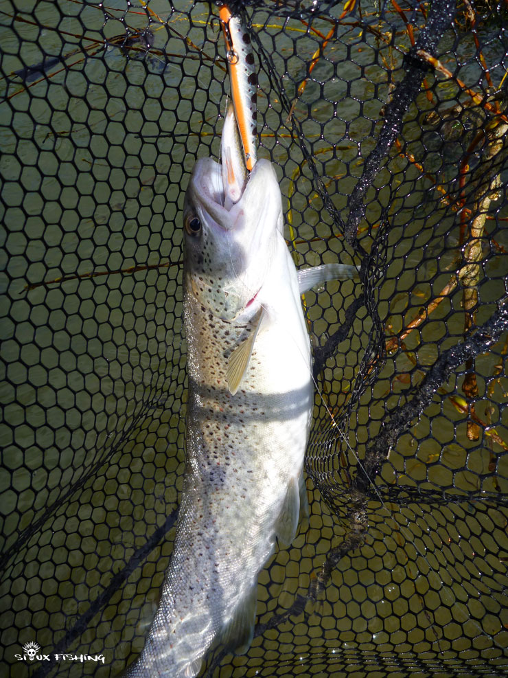 Truite de la Haute rivière d'Ain