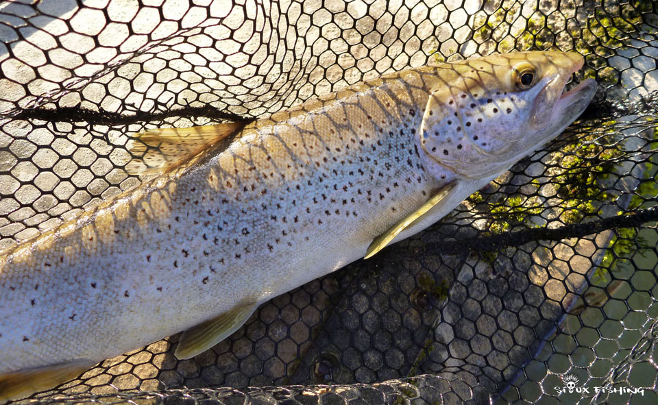 Truite de la Haute rivière d'Ain