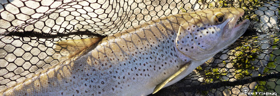 Truite commune de la Haute rivière d'Ain