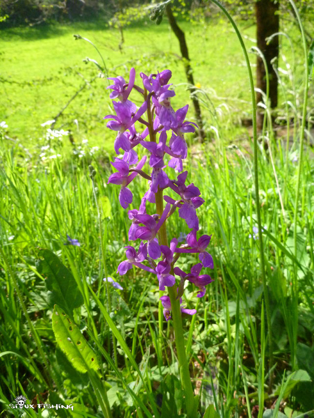 Une orchidée, en bordure de rivière Une orchidée, en bordure de rivière