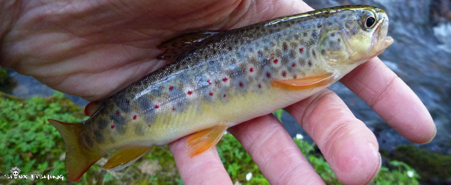 Une truite de la rivière Mussy Une truite de la rivière Mussy