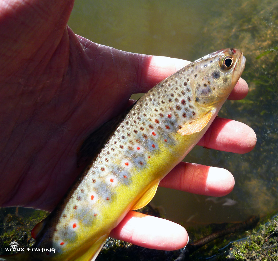 Une truite de la rivière Mussy Une truite de la rivière Mussy