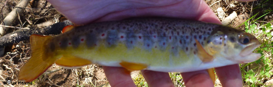 Une truite de la rivière Mussy Une truite de la rivière Mussy