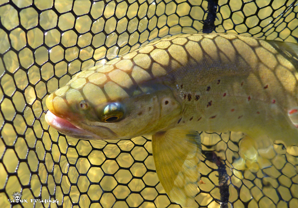 Truite de l'Ain Truite de l'Ain