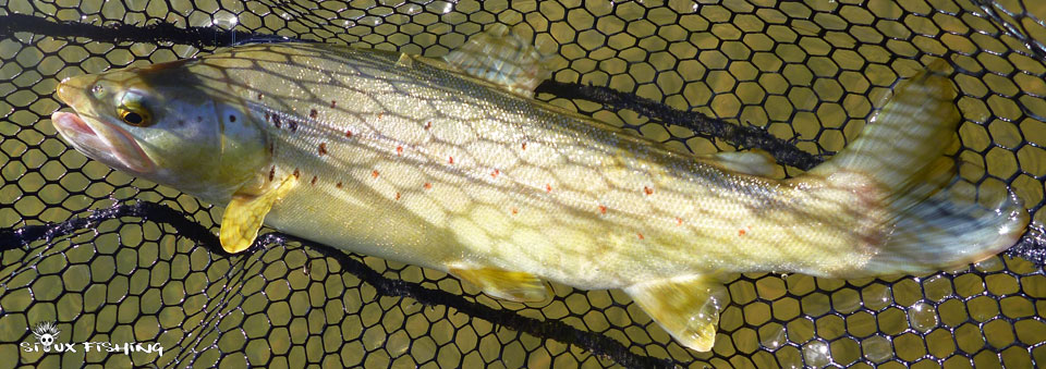 Truite de la Haute rivière d'Ain Truite de la Haute rivière d'Ain