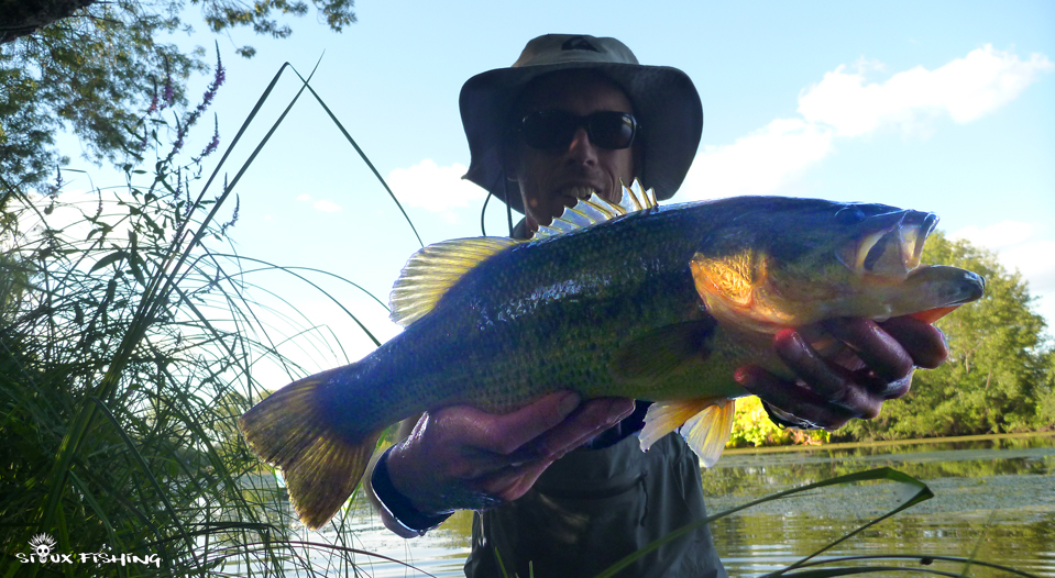 Black-bass Black-bass