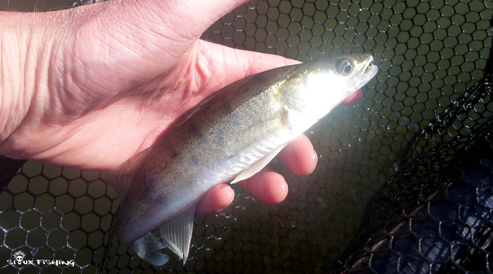 petit sandre de Seille