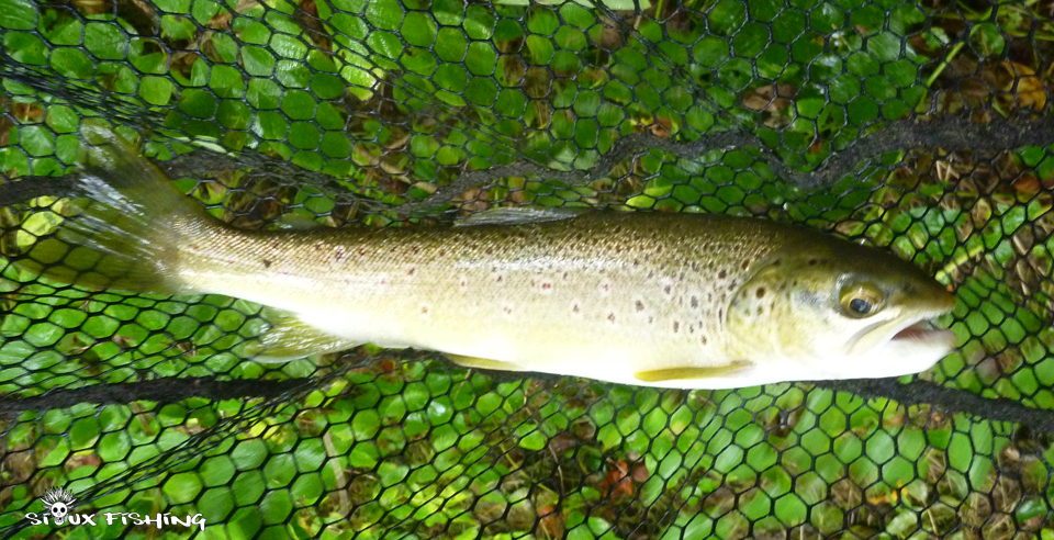 Petite truite de la Haute Rivière d'Ain Petite truite de la Haute Rivière d'Ain