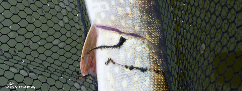 Brochet de la rivière Seille