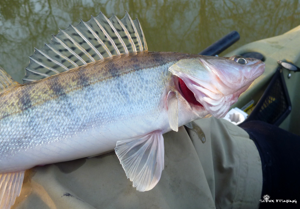 petit sandre de Seille