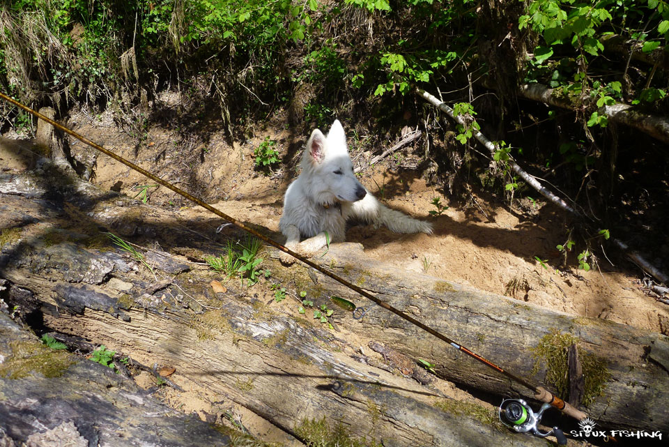Berger blanc au bord de l'eau Berger blanc au bord de l'eau