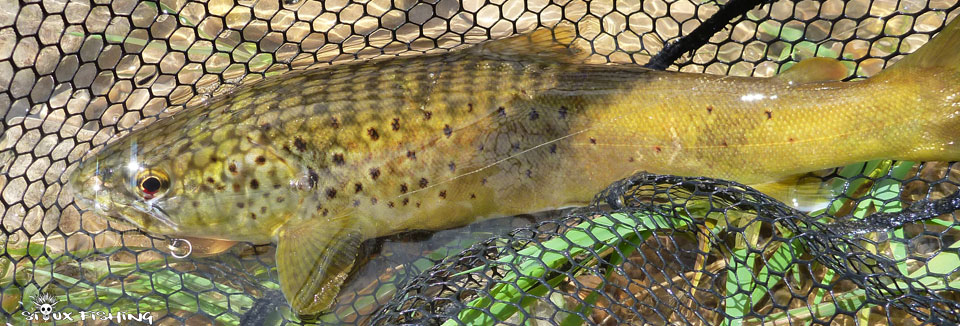 Truite du Jura Truite de la Haute Rivière d'Ain