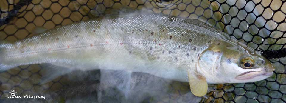 Petite truite de l'Ain dans le Jura Petite truite de l'Ain dans le Jura