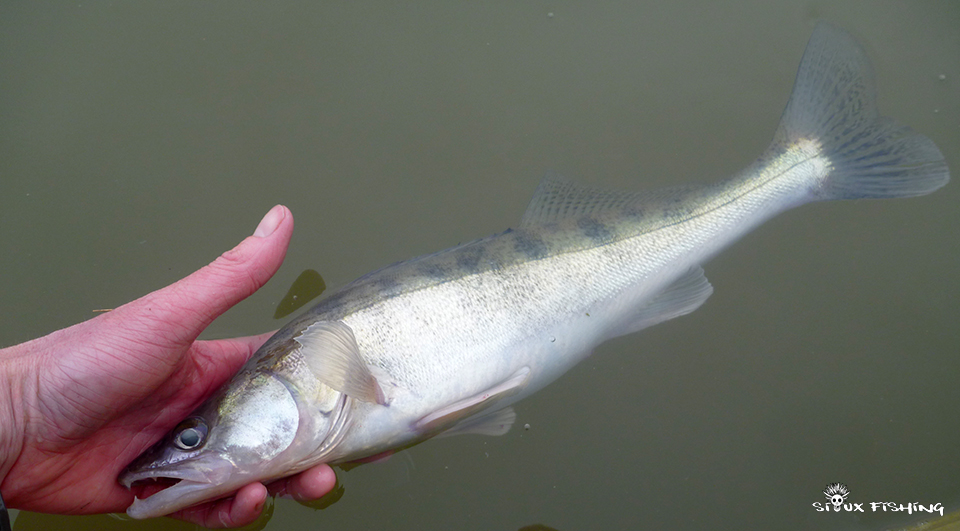 Sandre de Saône Sandre de Saône