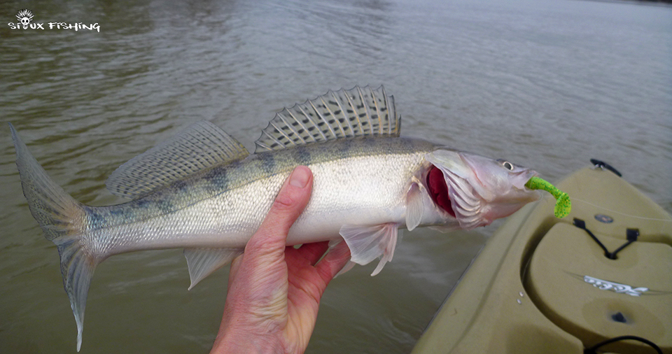 Sandre de Saône Sandre de Saône