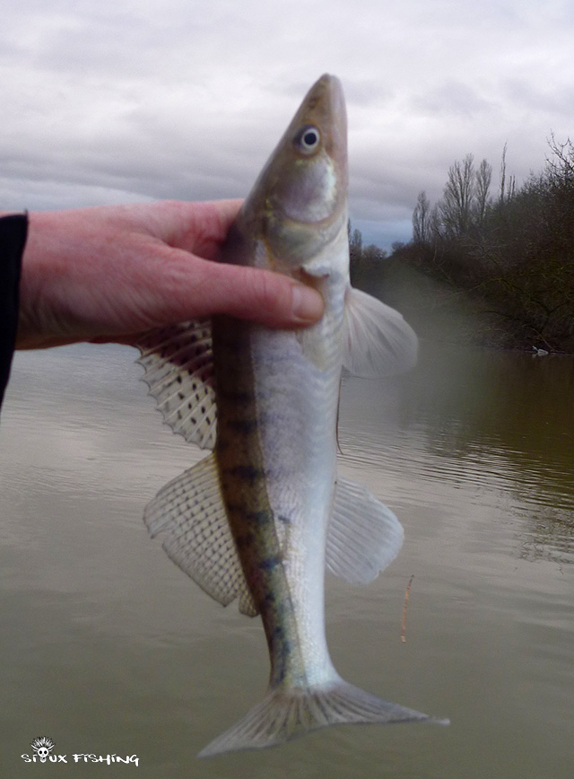 Sandre de Saône Sandre de Saône
