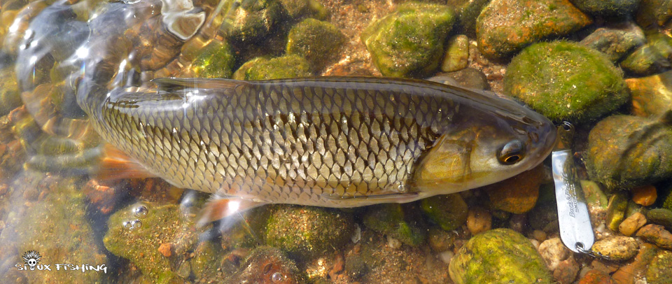 Chevesne de Loire Chevesne de Loire
