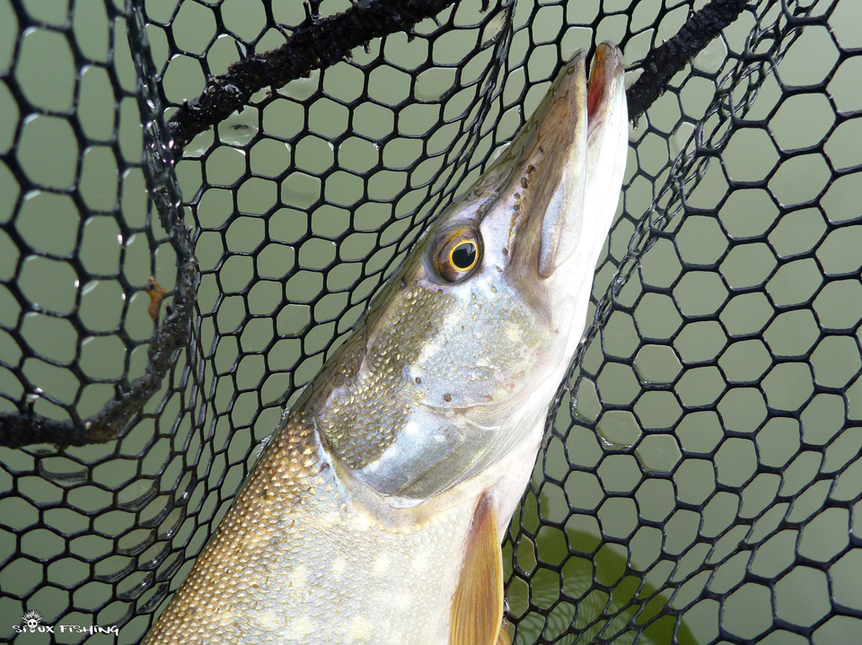 Brochet de Fleurville Brochet de Fleurville