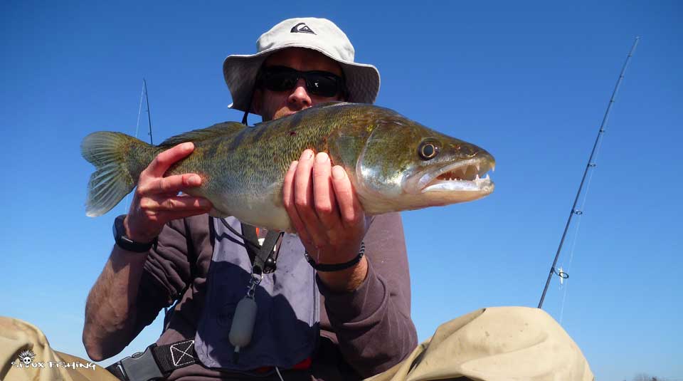 Sandre de la gravière de Fleurville Sandre de la gravière de Fleurville