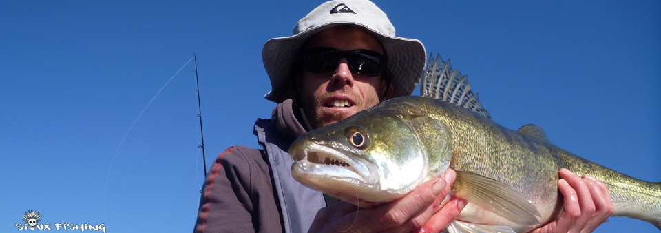 Sandre de Saône Sandre de Saône