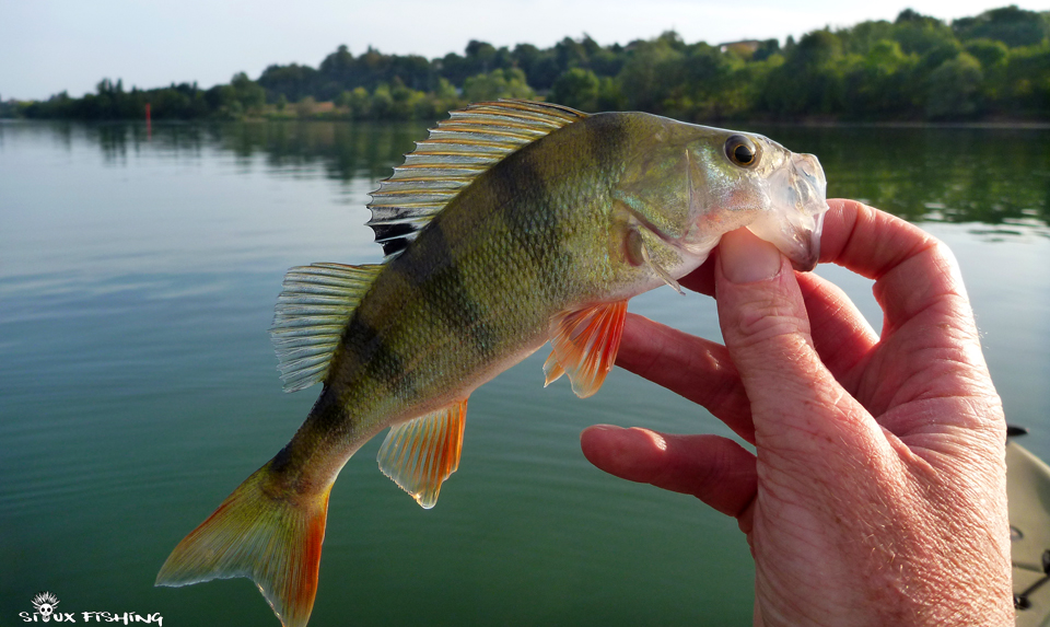 Perche de Saône à Tournus Perche de Saône à Tournus