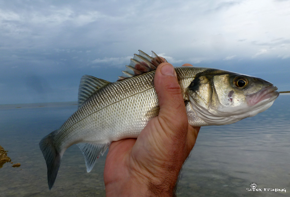 Bar de l'île d'Oléron Bar de l'île d'Oléron