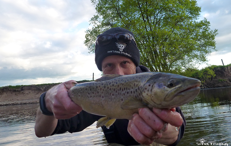 Truite fario de l'Arroux