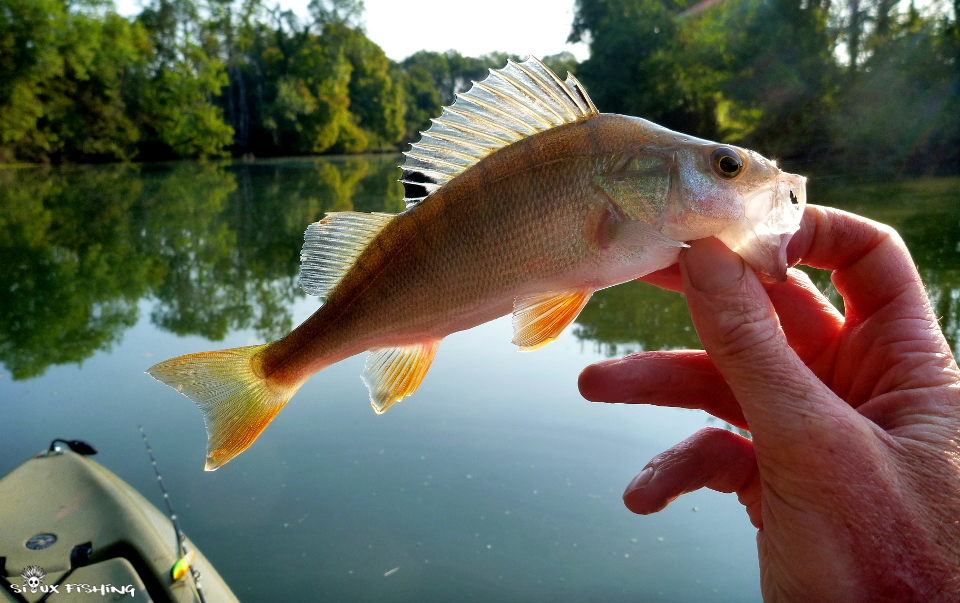 Perchette de Seille Perchette de Seille
