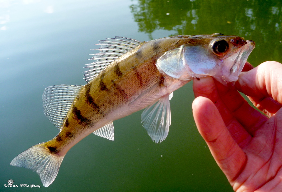 Sandre de Seille Sandre de Seille