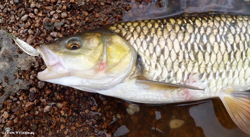 Chevesne de l'Arconce Chevesne de l'Arconce