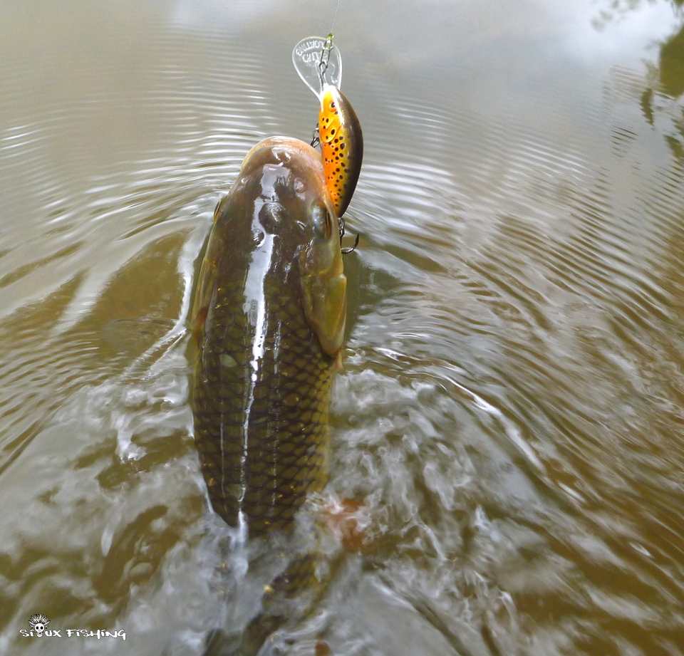 Chevesne de l'Arconce Chevesne de l'Arconce