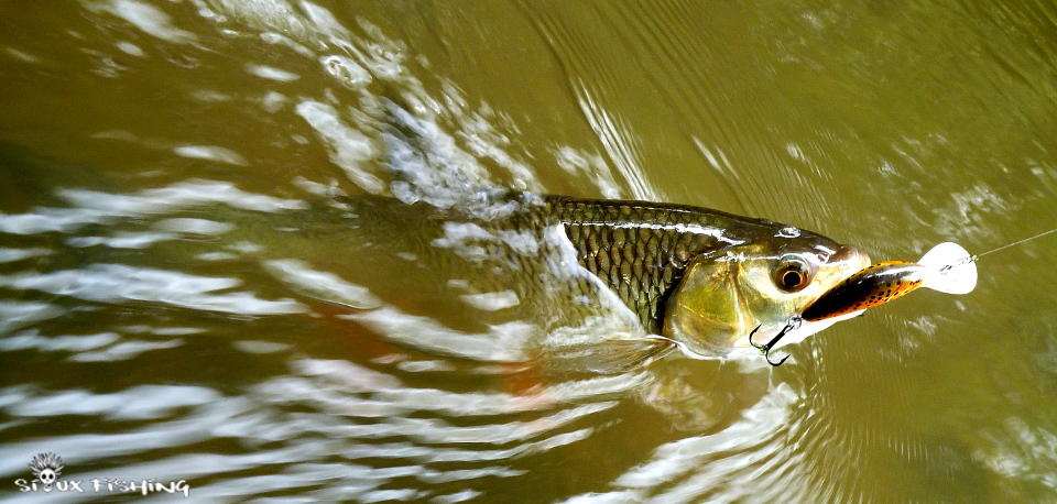 Chevesne de l'Arconce Chevesne de l'Arconce