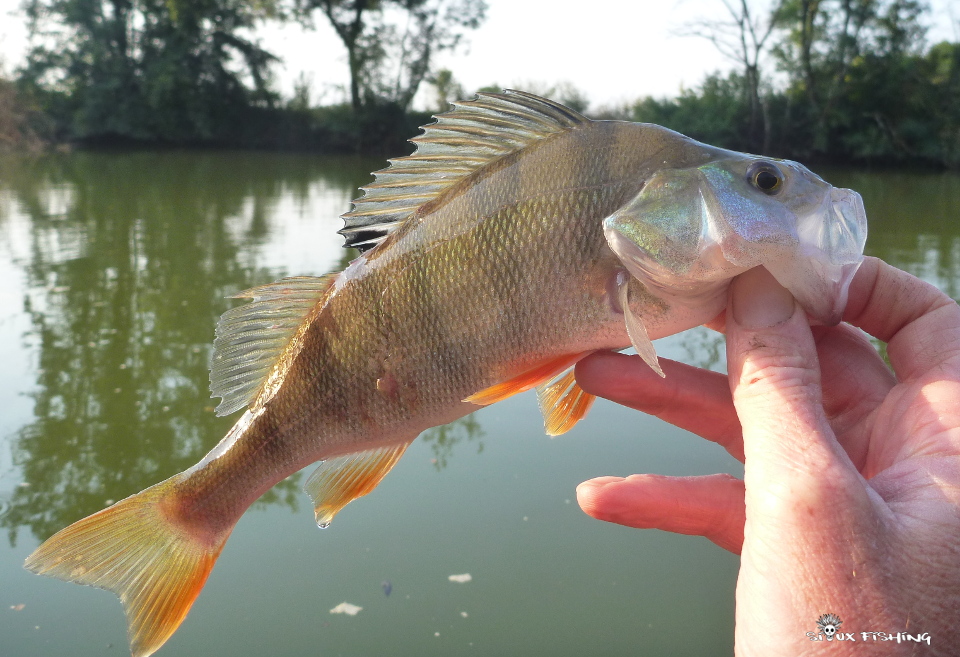 Perche de Seille Perche de Seille