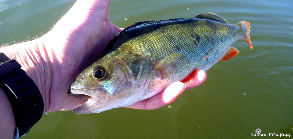 Perche des Settons Perche des Settons