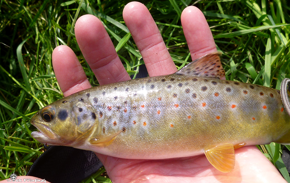 Truite de la Grosne