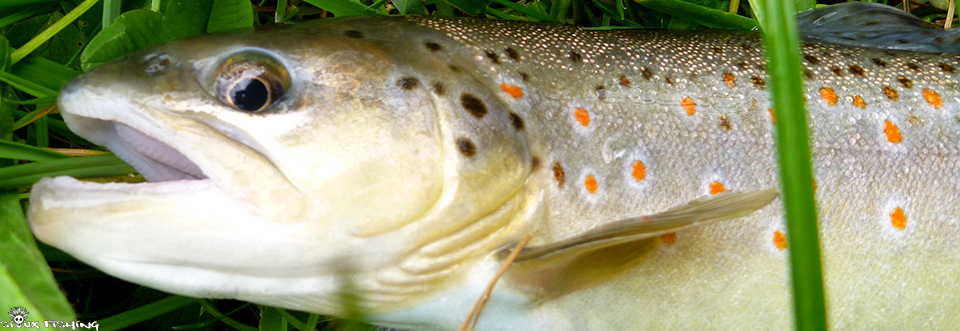 Truite de foire de la Grosne