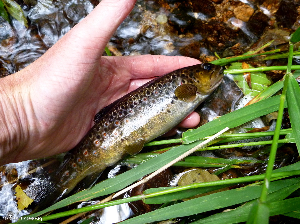 Truite de la Canche, rivière du Morvan