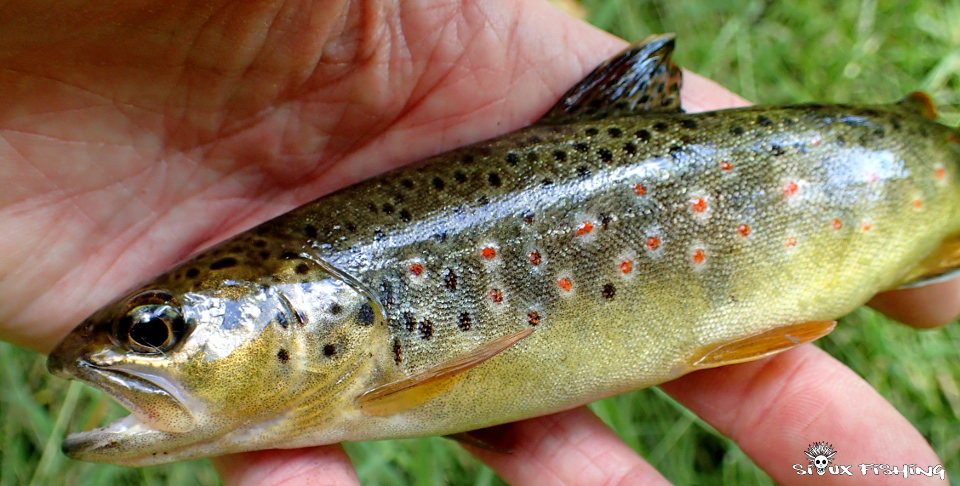 Truite de la Canche, rivière du Morvan