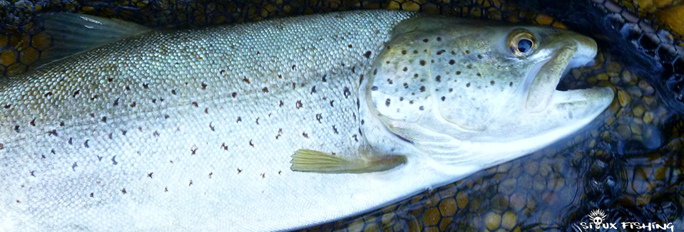 Truite de la Haute rivière d'Ain Truite de la Haute rivière d'Ain