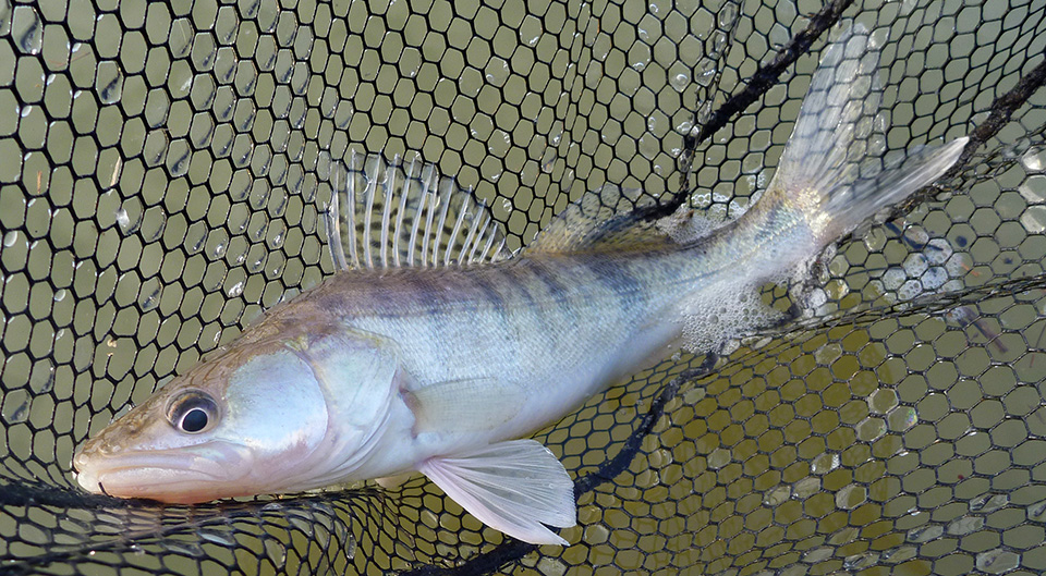 Sandre de Seille Sandre de Seille